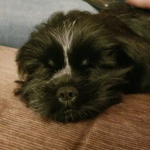 Meet your Posher, Dinah